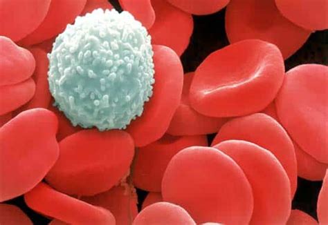 vad betyder u-leukocyter